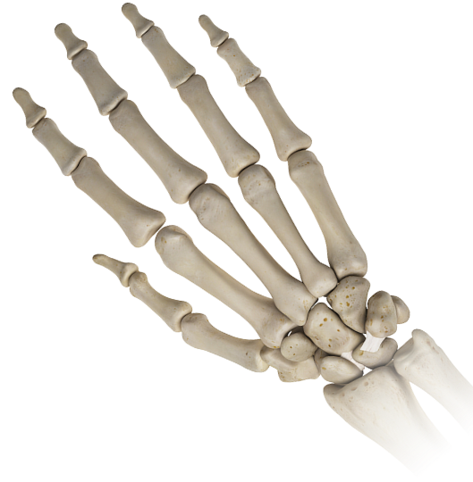 Dis Hand 두발로병원 압구정 정형외과